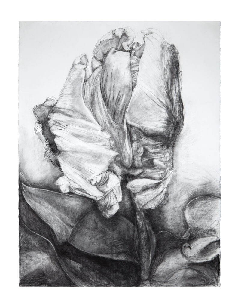 Corinne Forget, "Tulipe", fusain, 120 x 160 cm, coll. part., © photo Katrin Backes / ADAGP, 2020.